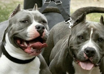 Hombre suelta a 10 perros pitbulls al oponerse a arresto de Carabineros por violencia intrafamiliar