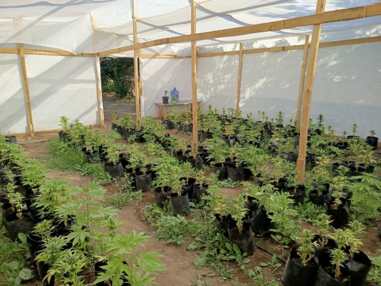 Más de 600 Plantas de Marihuana Incautadas por Carabineros de Pirque