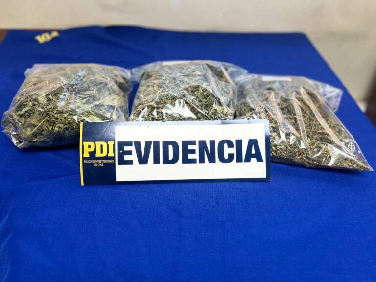 Fueron a limpiar departamento y hallaron marihuana en Puente Alto