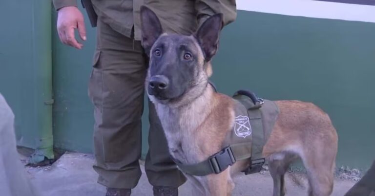 El debut de “Luksic”, el primer perro detector de armas de Carabineros, en operativo en Puente Alto y Colina