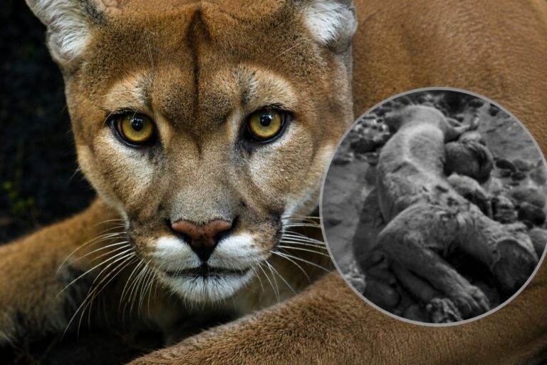 Último minuto: investigarán muerte de puma a disparos en el Cajón del Maipo