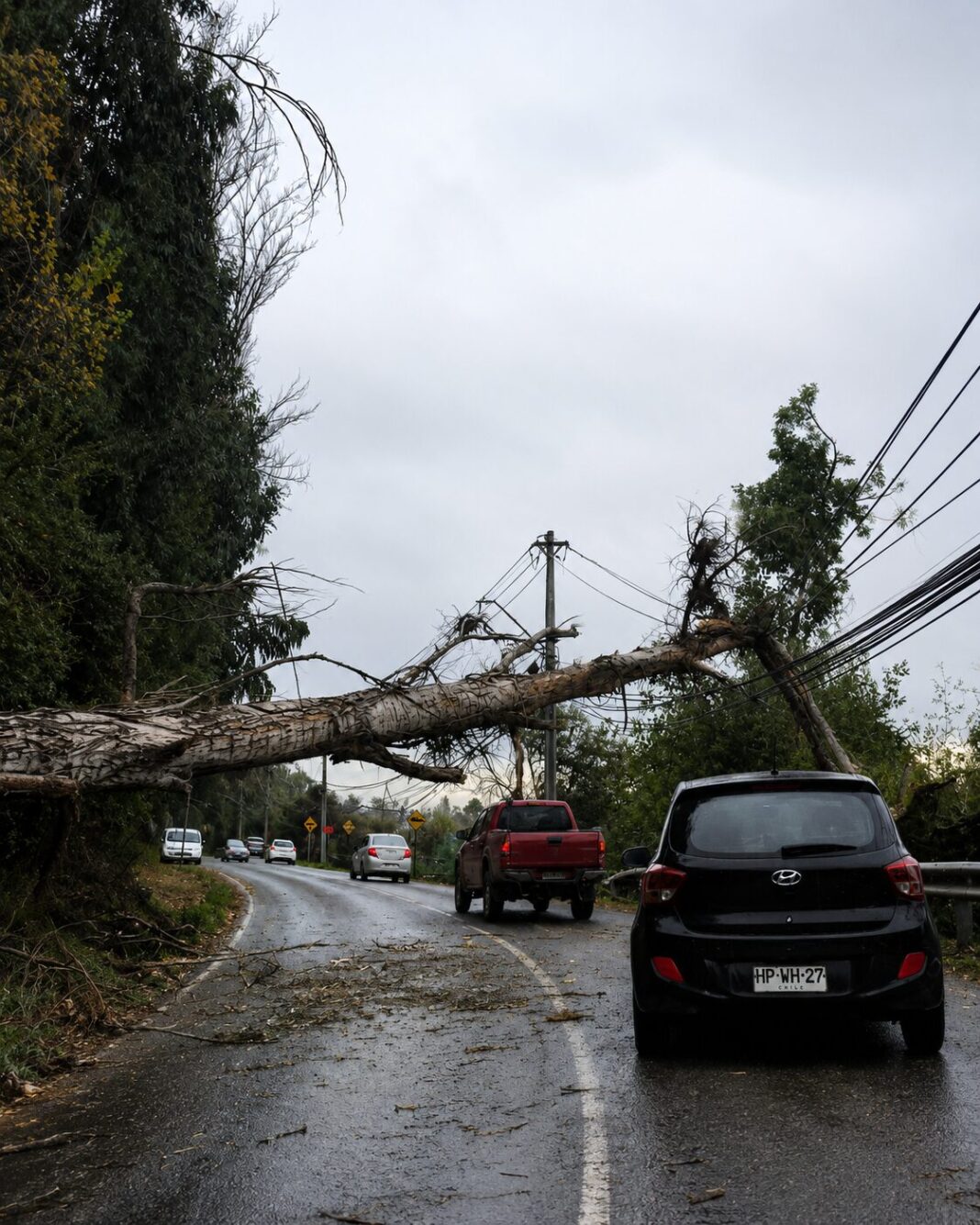 Ráfagas de viento botan árboles y genera corte de luz en Puente Alto, Pirque y el Cajón del Maipo