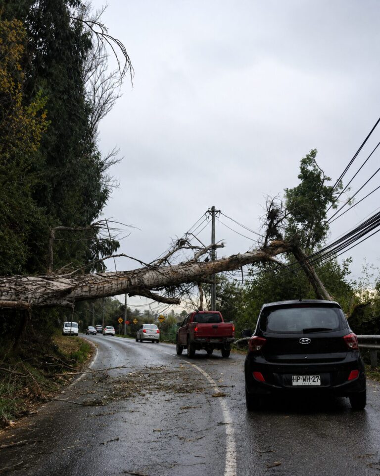 Ráfagas de viento botan árboles y genera corte de luz en Puente Alto, Pirque y el Cajón del Maipo