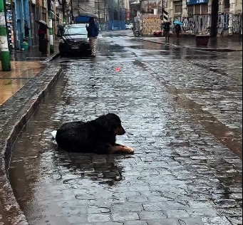 Animalistas exigen habilitar refugios para perros callejeros