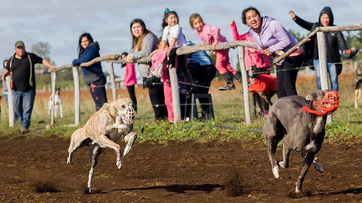 Histórico: Cámara de Diputados prohíbe carreras de perros galgos en Chile y fija penas de cárcel