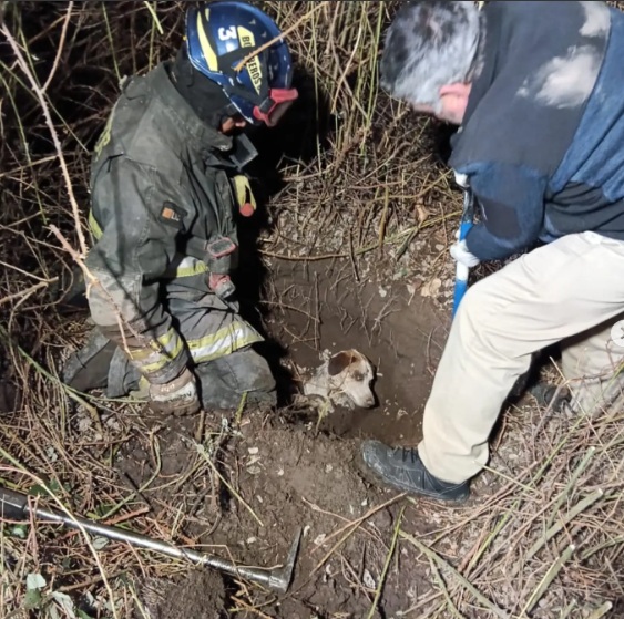 Dramático rescate de perro enterrado: estaba a un metro de profundidad