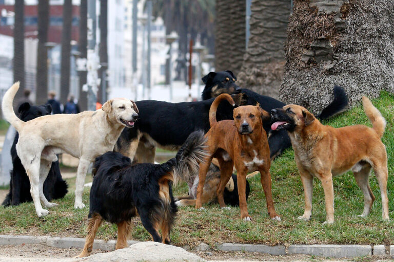 Comisión aprueba proyecto que autoriza caza de perros asilvestrados para proteger fauna silvestre